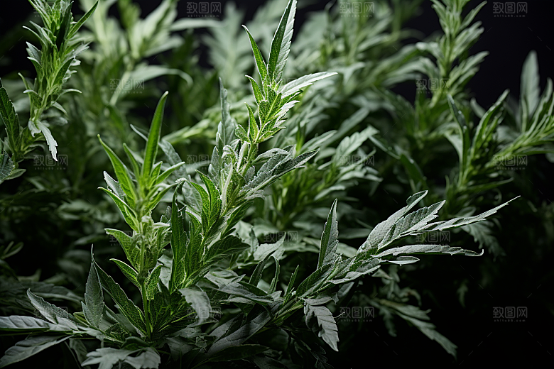 艾草蒿草美食摄影图