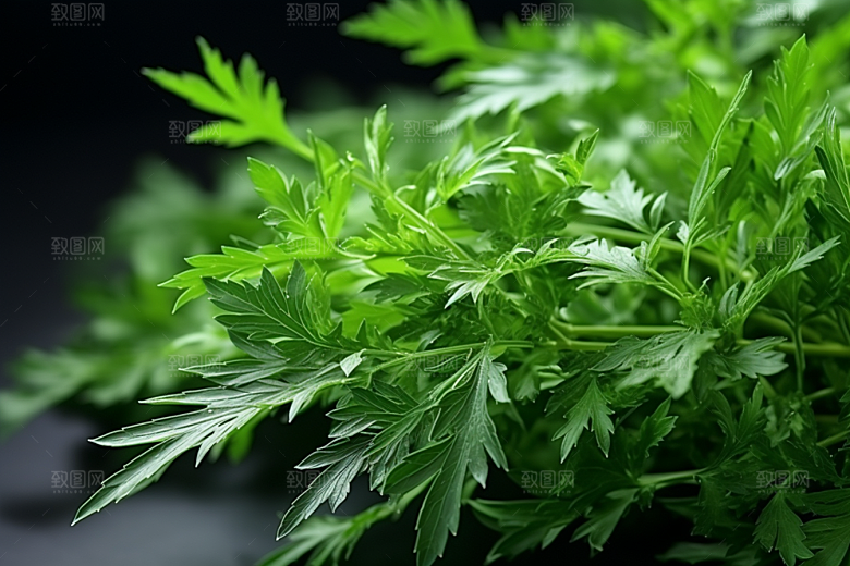 艾草蒿草高清摄影图