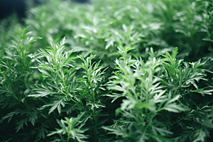 艾草艾叶传统文化摄影图