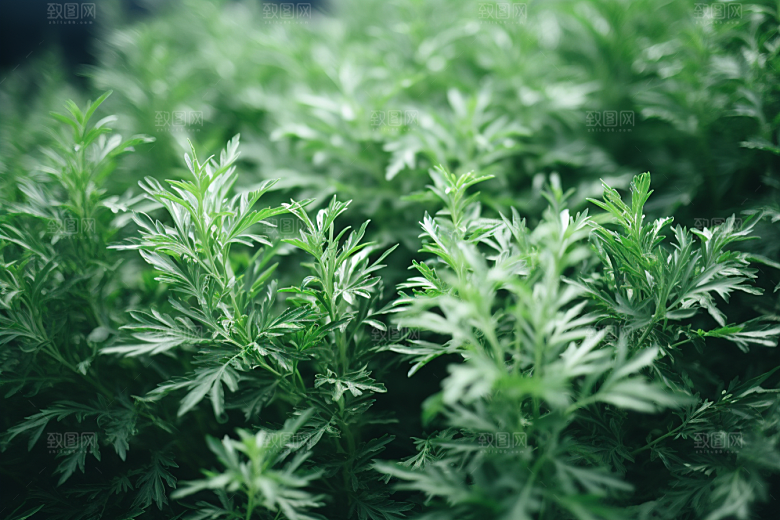 艾草艾叶传统文化摄影图