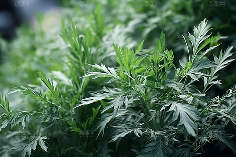 艾草艾叶糯米团摄影图