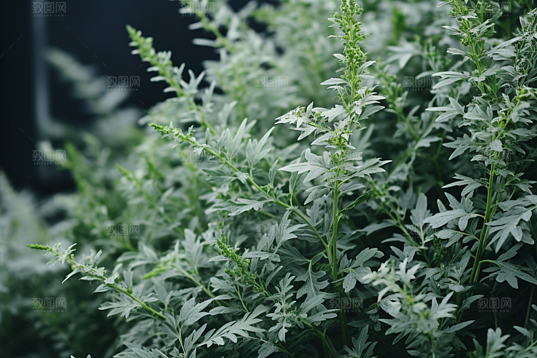 艾草糯叽叽清明摄影图