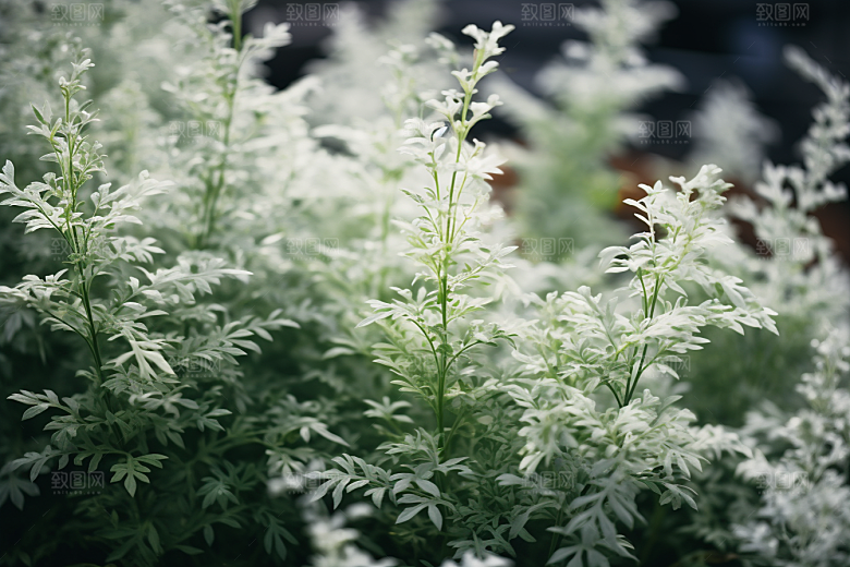 艾草美食青团摄影图