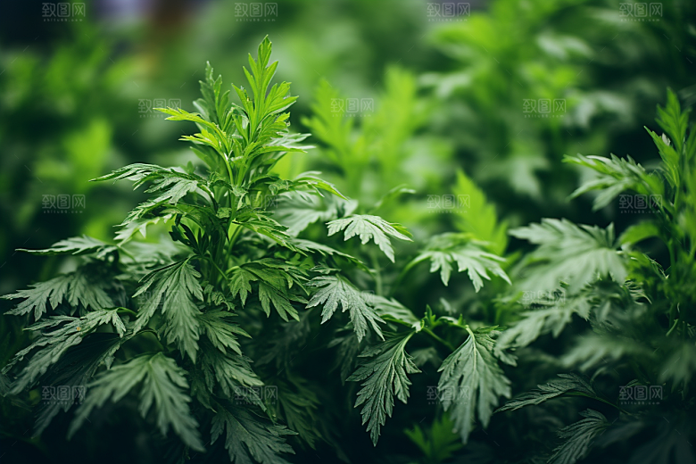 艾草艾叶美食摄影图