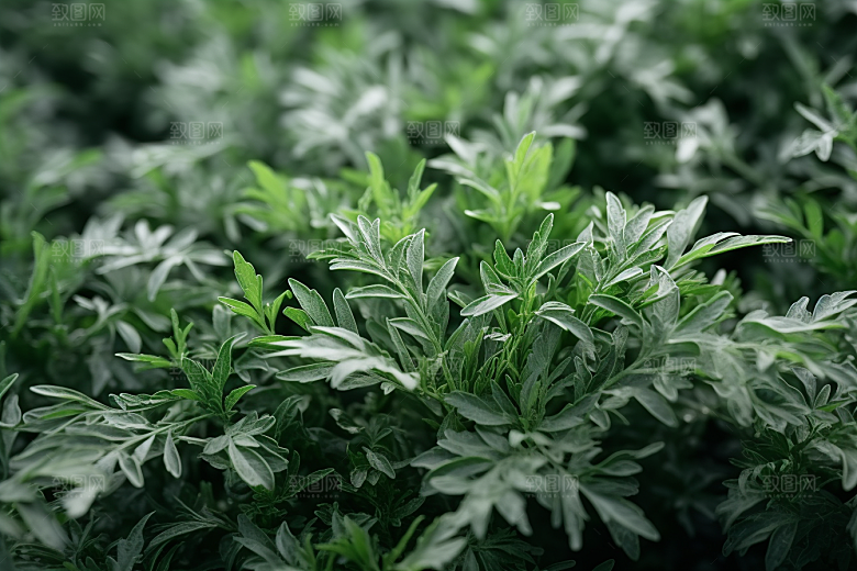 艾草青团清明摄影图