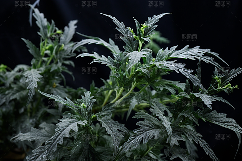 艾草糯叽叽艾叶摄影图