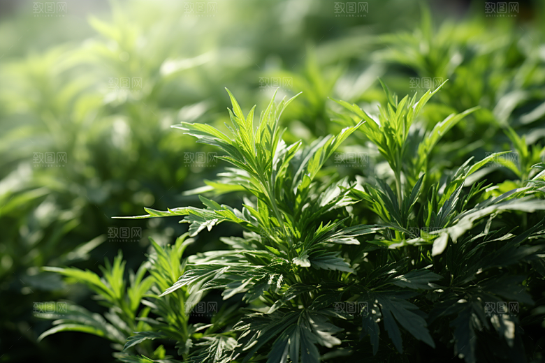 艾草中式糕点青团摄影图