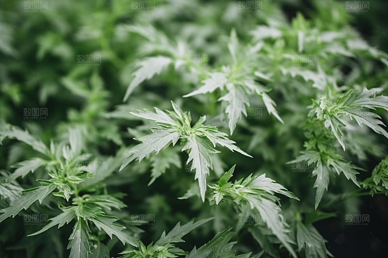 艾草艾叶美食摄影图