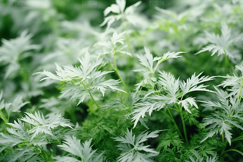 艾草蒿草清明摄影图