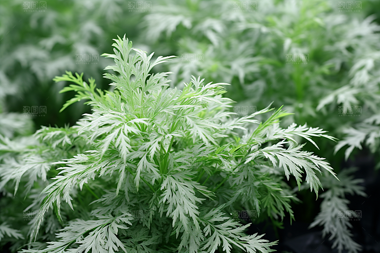 艾草糯叽叽青团摄影图