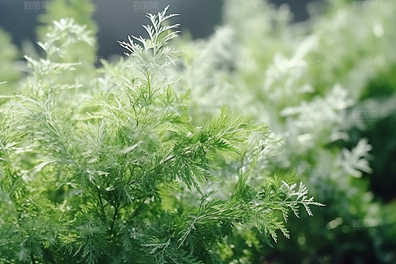 艾草蒿草传统文化摄影图