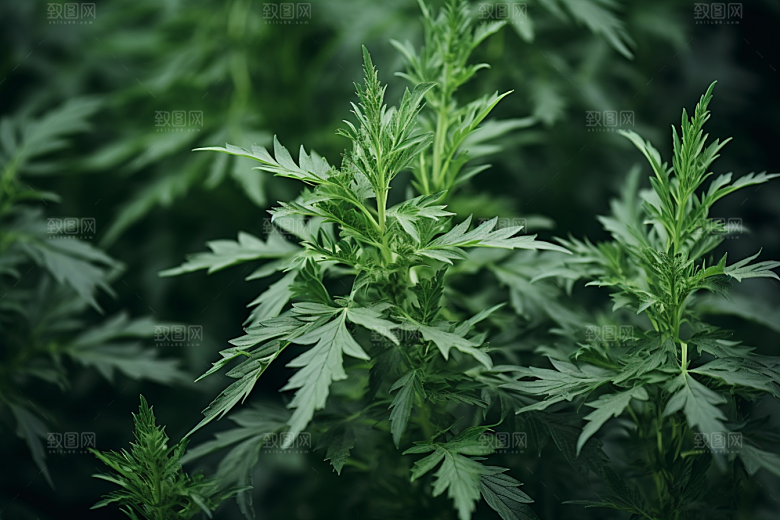 艾草糯叽叽美食摄影图