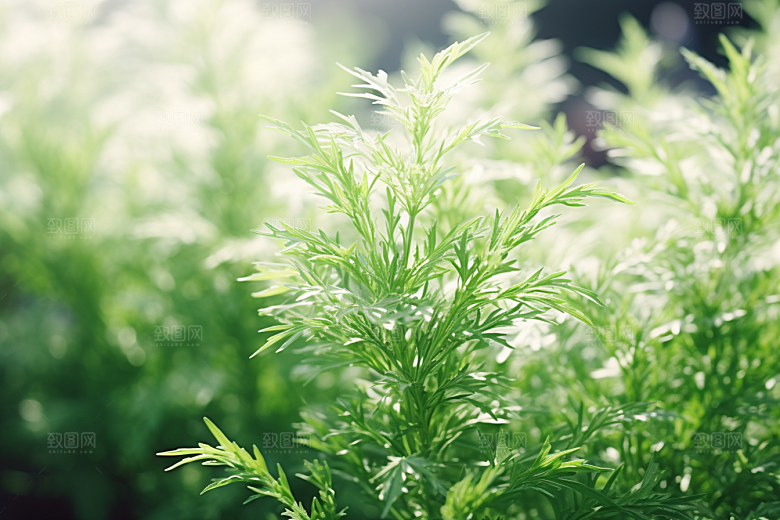 艾草高清糯叽叽摄影图