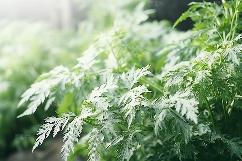 艾草青团美食摄影图