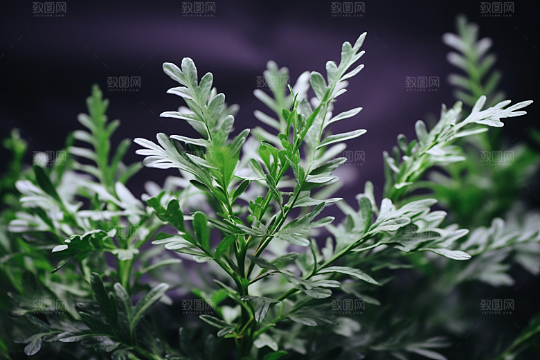 艾草艾叶美食摄影图