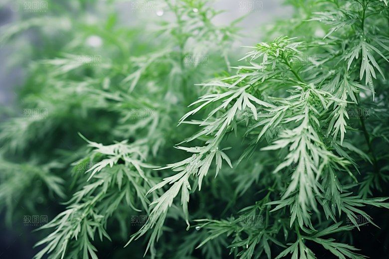 艾草艾叶美食摄影图