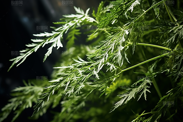 艾草美食清明摄影图
