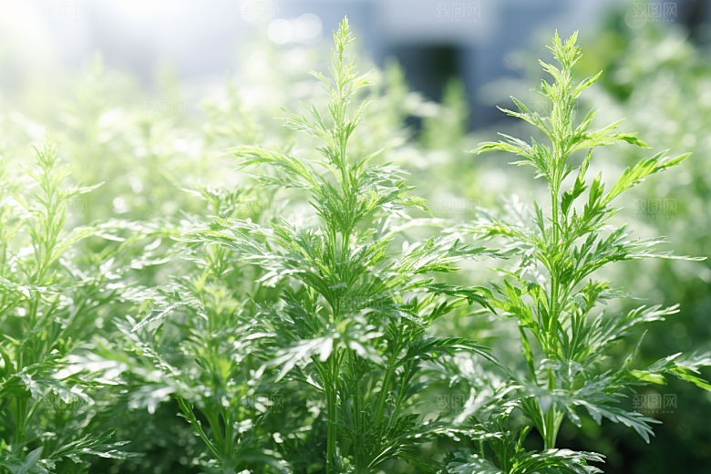 艾草青团蒿草摄影图