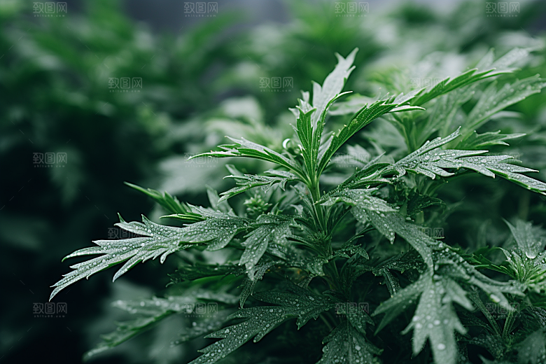 艾草糯叽叽蒿草摄影图