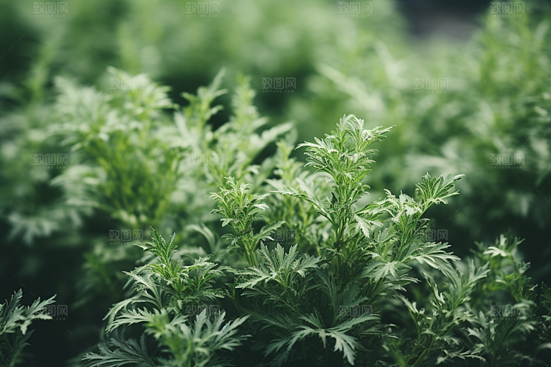 艾草美食艾叶摄影图