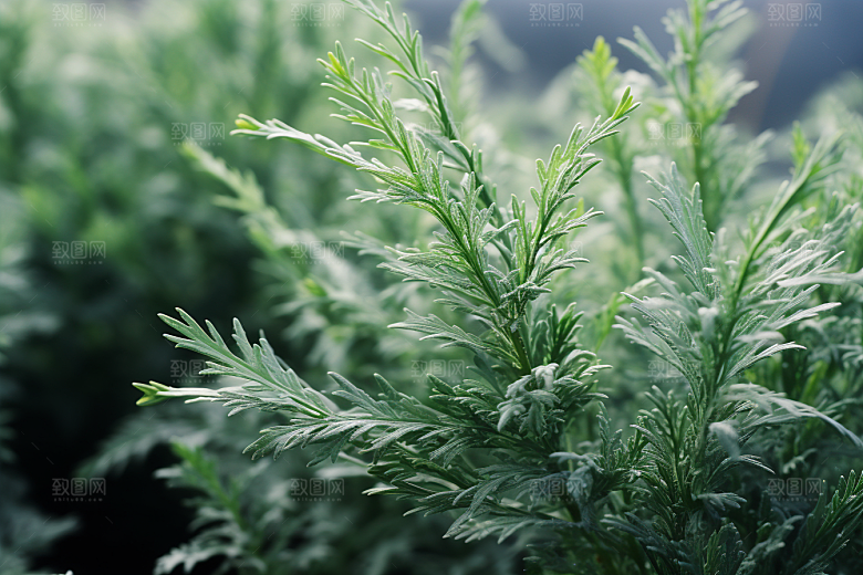 艾草蒿草传统文化摄影图