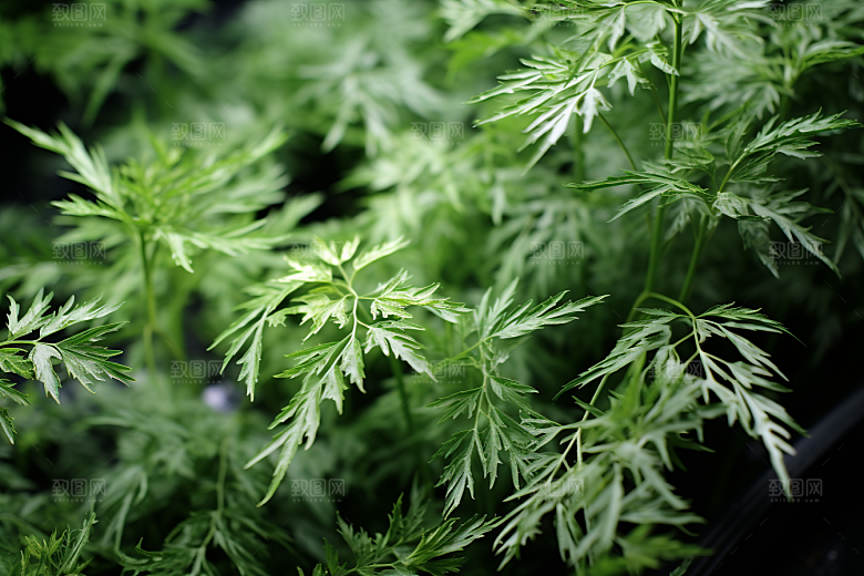 艾草美食糯叽叽摄影图