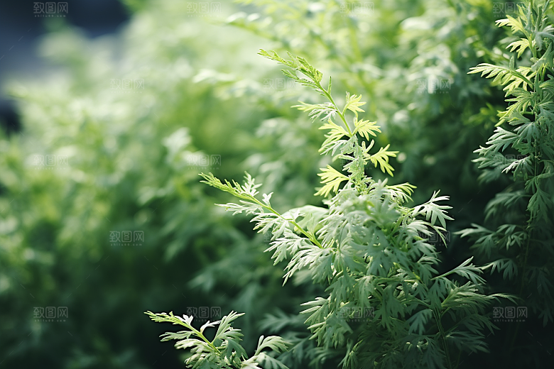 艾草中式糕点蒿草摄影图
