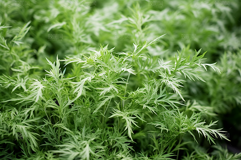艾草艾叶清明摄影图