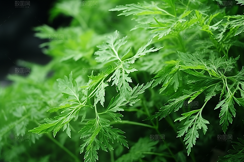 艾草中式糕点蒿草摄影图