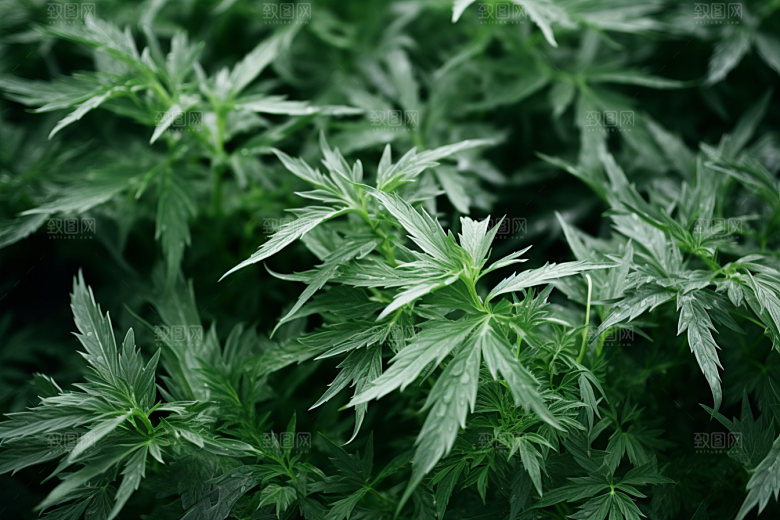 艾草中式糕点传统文化摄影图