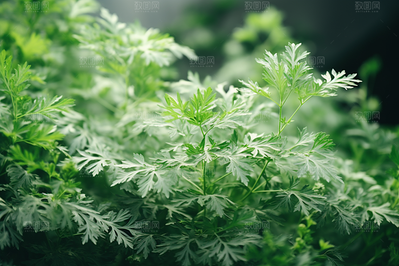 艾草传统文化高清摄影图