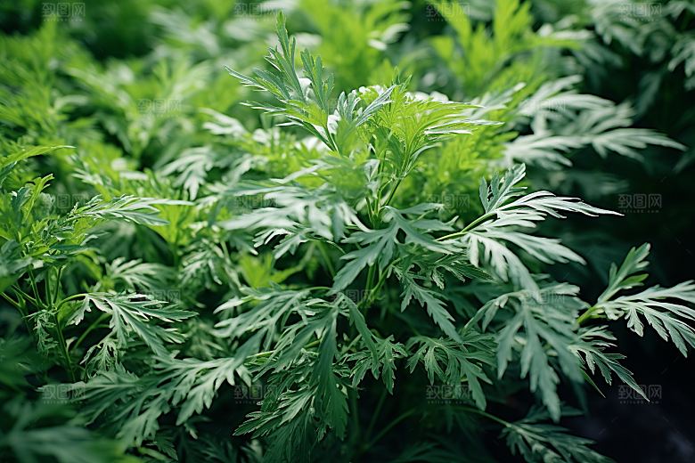 艾草艾叶蒿草摄影图