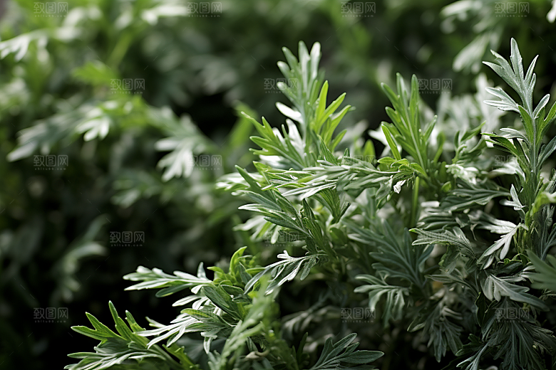 艾草糯叽叽青团摄影图
