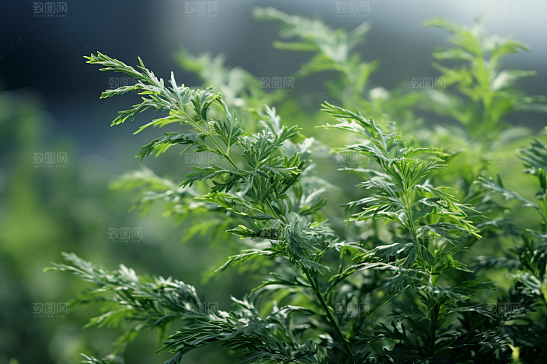 艾草蒿草传统文化摄影图