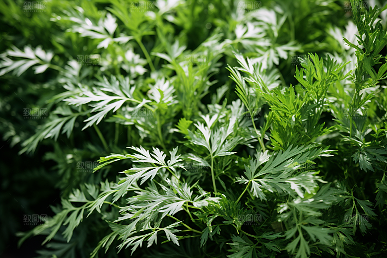 艾草传统文化艾叶摄影图