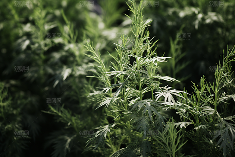 艾草蒿草高清摄影图