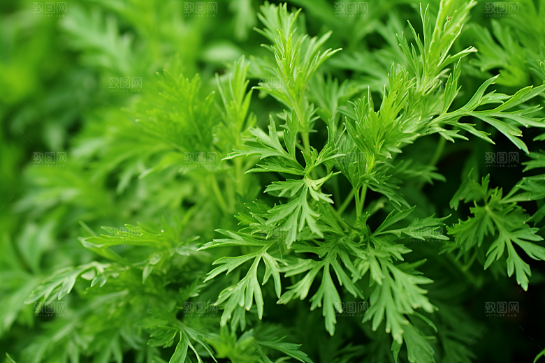 艾草中式糕点蒿草摄影图