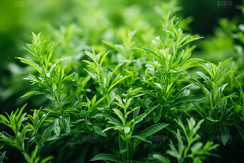 艾草高清清明摄影图