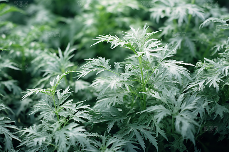 艾草中式糕点清明摄影图