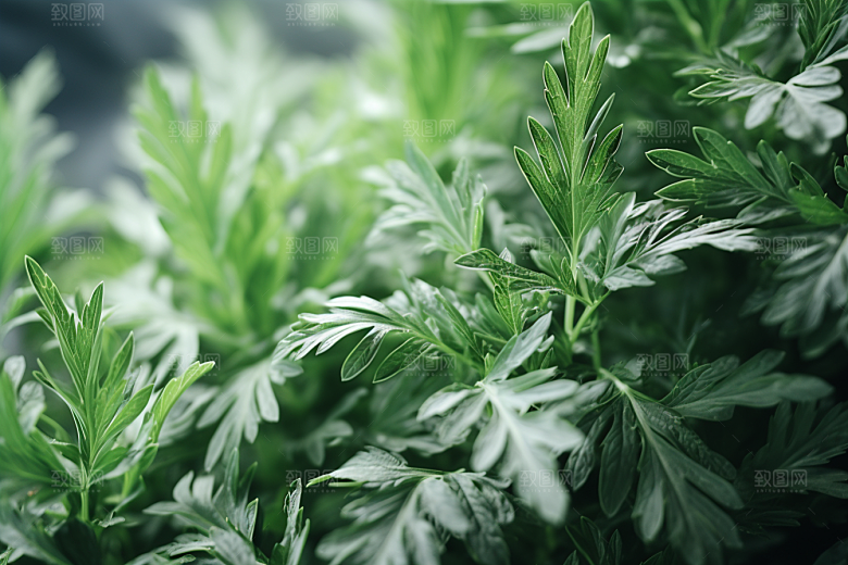 艾草传统文化中式糕点摄影图