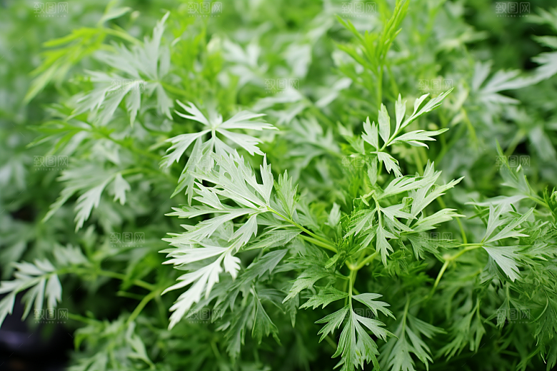 艾草高清艾叶摄影图