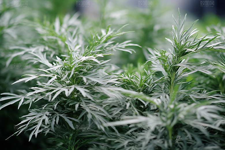 艾草中式糕点糯米团摄影图