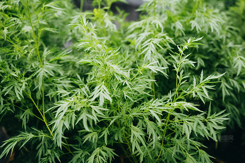 艾草清明中式糕点摄影图