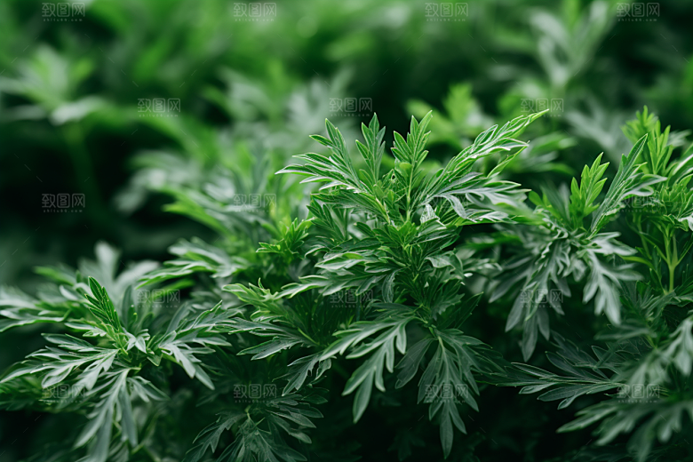 艾草中式糕点蒿草摄影图
