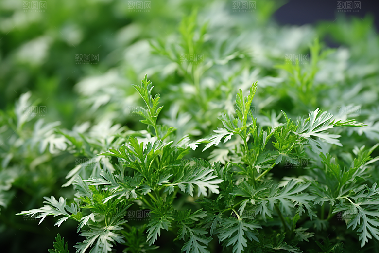 艾草艾叶清明摄影图