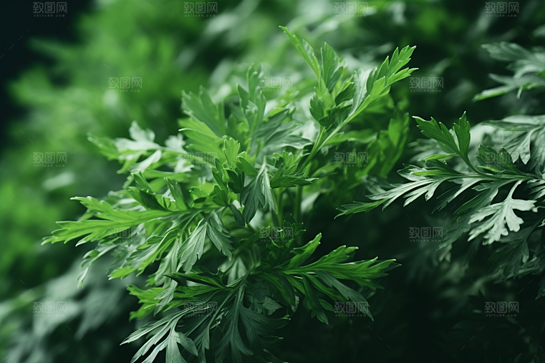 艾草传统文化青团摄影图