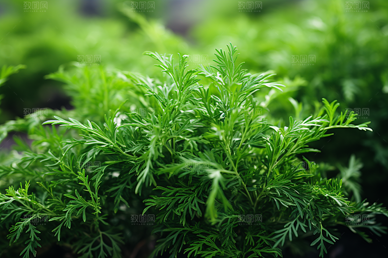 艾草传统文化艾叶摄影图