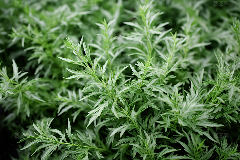 艾草蒿草美食摄影图