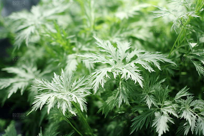 艾草蒿草清明摄影图