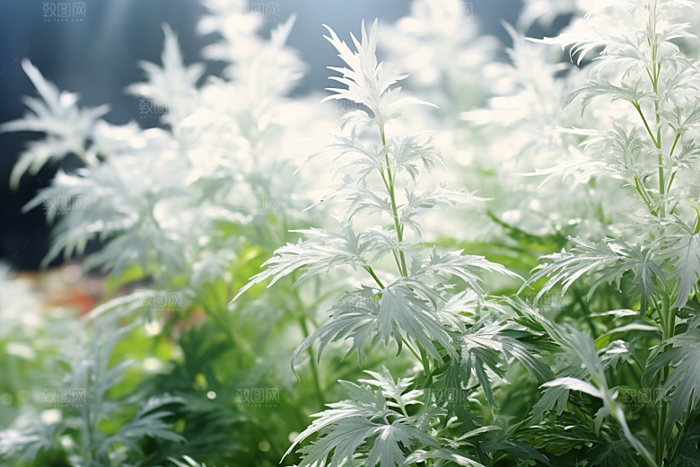 艾草艾叶美食摄影图